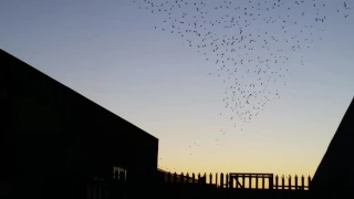 Starling murmuration