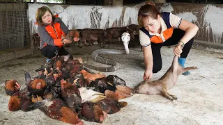 Suddenly COBRA Attack Chicken and Wild Boar - Harvest Cassava Roots Goes Market Sell | Free New Life