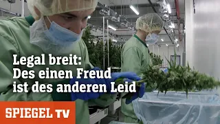 Kontroverse Cannabis – Der Kampf ums Kiffen | SPIEGEL TV