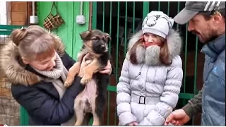 КАК ПРАВИЛЬНО ВЫБРАТЬ ЩЕНКА.How to choose the right puppy.Немецкая овчарка. Odessa.