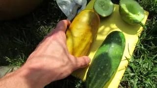 How to Harvest Cucumber Seeds from Your Garden: My 1st Vegetable Garden - MFG 2013