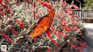 UCRBG California Native Plant Video Series: California Fuchsia