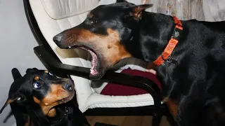 Doberman is the Funniest Dog That Will Make You Laugh!🐶 Best Dog Compilatio