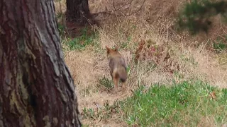 Coyote Mom, Yearling and Pup Respond to Sirens