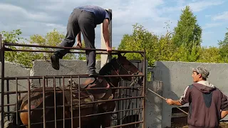 Часть 2 . Обучаем лошадь.Родео 🤠