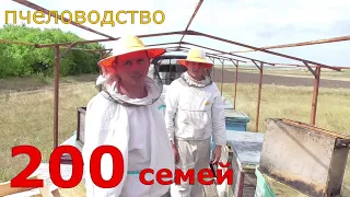 200 семей / потрава пчёл / качка мёда.