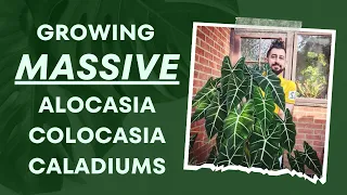 Colocasias, Caladiums & Alocasias: Ultimate Indoor Growth Guide! 👩‍🏫 | My Top Secrets! 🗝️🌿