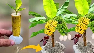 How To Grow Banana Trees From Banana Fruit Fast Using Eggs