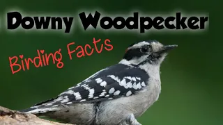 Downy Woodpecker Mini documentary, ID, food , how to ID, habitat, nesting, behavior