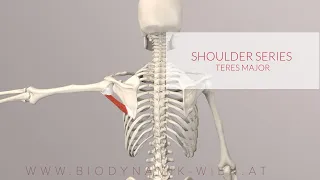 Teres Major: Shoulder Series, Part 8 (3D Animation)