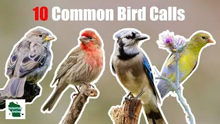 10 Common Backyard Bird Songs and Calls That You Need To Know (Eastern United States)