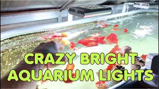 SUPER BRIGHT AQUARIUM LIGHTS - JC&P Aquarium lights unboxing and Instillation