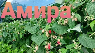 Малина Амира - вкуснейшая ягода и огромный урожай