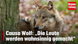 Causa Wolf: „Die Leute werden wahnsinnig gemacht“ | krone.tv NEWS