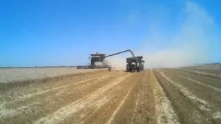Lexion 740 Harvesting Wheat in California