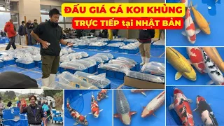 Trực tiếp đấu giá CÁ KOI KHỦNG tiền tỉ tại NHẬT BẢN | Niigata Auction 2023