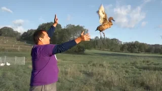 Can farm ducks fly?