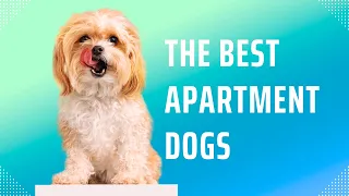 10 of the best dogs to keep in the apartment