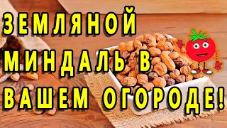 ЗЕМЛЯНОЙ МИНДАЛЬ В ВАШЕМ ОГОРОДЕ!