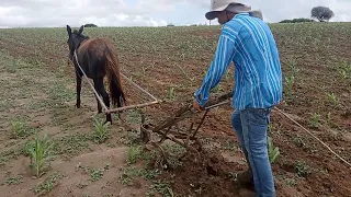 limpando o mato com o cavalo  na plantação de milho no Damião pb