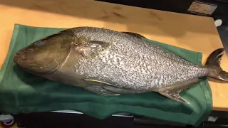 How to fillet a fish: Kanpachi/Amberjack filleting for Nigiri Sushi 🍣