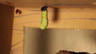 Monarch Caterpillar into Chrysalis in Real Time