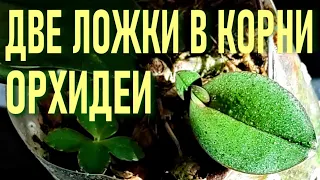 ДВЕ ЛОЖКИ ЧУДО НАСТОЯ В КОРНИ ОРХИДЕИ И ПЕНЬ ЗАКОЛОСИЛСЯ!! ТОЛСТЯНКА - ЖИВОЕ ДЕРЕВО ДЛЯ  ОРХИДЕЙ!🌞