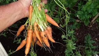 3X's The Carrots 🥕 in half the space!......... Direct sowing for MAX Harvests.