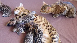 Grandma Cat Bella MEETS all her Grandkittens for the First Time!!!