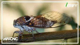 VERIFY: Could the Carolinas see two types of cicadas this year?