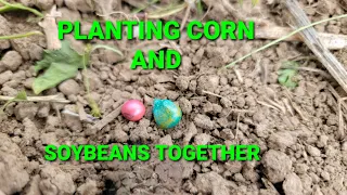 2021 food plots (planting beans in the corn)