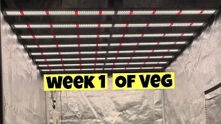 WEEK ONE OF VEG . GROWING CANNABIS WITH EZ 8 LED LIGHT