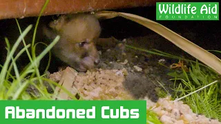 Fox cubs ABANDONED in garden!