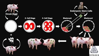 Pig-Monkey Hybrids (Chimeras) Created in China