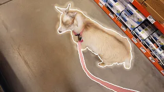 Taking Pet Goat "Steven" To The Store!!!