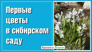 Первые весенние  цветы в сибирском саду. Самые ранние и самые смелые