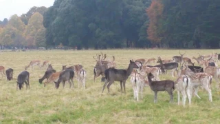 Fallow deer rut ,Phoenix Park Dublin ,Halloween 2016