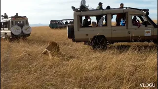 Bob Junior, aconic lion know as King OF THE SERENGETI killed by rivaĺ lions🦁🦁.