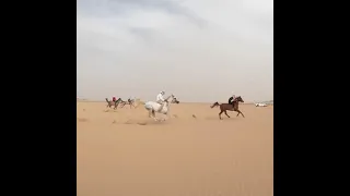 Arabian horse racing