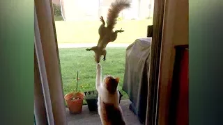 You'll be SURPRISED that SQUIRRELS CAN BE FUNNIER THAN CATS - Funny ANIMAL compilation