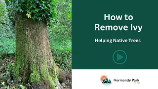 How to Remove Noxious Weeds like Ivy!