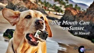 Dog chews on the GoPro Hero 3 Black ~ First Person POV Hawaii Sunset Playtime from Halo's mouth