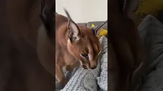 Caracal Pumba making biscuits