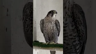 Gyr falcon X Peregrine falcon hybrid    #falcon #falconry