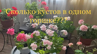 Сколько черенков Пеларгонии нужно посадить в один горшок, чтобы получись большой цветущий куст