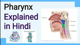 Pharynx || Anatomy & physiology Explained in hindi || Structure || Function || wall