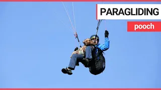 Meet Britain’s paragliding DOG that takes to the skies with his owners | SWNS TV