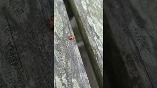 oldest 🐞 in the world!!!