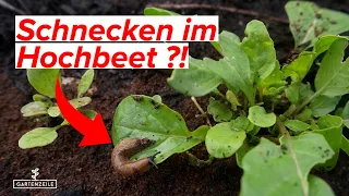 Schnecken im Hochbeet? Das kannst du dagegen tun! Unsere Tipps [OHNE CHEMIE]