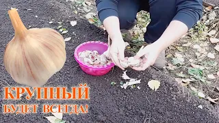 How to grow BIG and LARGE heads of garlic!
